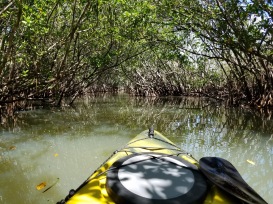 The mangrove tunnels were amazing