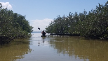Exploring the mangroves south of 528