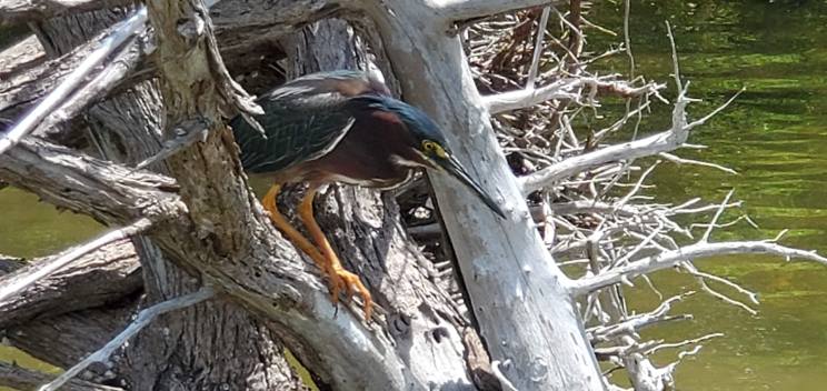 We came across this green heron hunting
